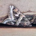 Drasteria convergens - Hodges#8630.1 - photo 2