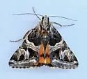 Drasteria convergens - Hodges#8630.1 - photo 3