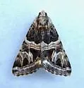 Drasteria convergens - Hodges#8630.1 - photo 4