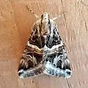 Drasteria convergens - Hodges#8630.1 - photo 5