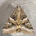 Drasteria divergens - Hodges#8630