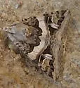 Drasteria divergens - Hodges#8630 - photo 2