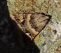 Drasteria divergens - Hodges#8630 - photo 3