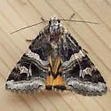 Drasteria divergens - Hodges#8630 - photo 4