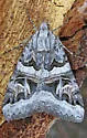 Drasteria divergens - Hodges#8630 - photo 5