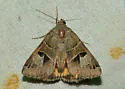 Drasteria edwardsii - Hodges#8627