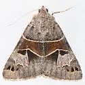 Drasteria edwardsii - Hodges#8627 - photo 2