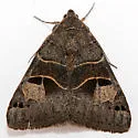 Drasteria edwardsii - Hodges#8627 - photo 4