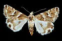 Drasteria eubapta - Hodges#8617