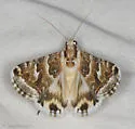 Drasteria eubapta - Hodges#8617 - photo 2