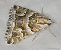 Drasteria eubapta - Hodges#8617 - photo 3