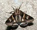 Figure-seven Moth - Hodges#8641 - photo 2