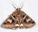 Figure-seven Moth - Hodges#8641 - photo 3