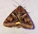 Figure-seven Moth - Hodges#8641 - photo 4