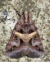 Figure-seven Moth - Hodges#8641 - photo 5