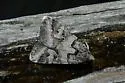 Graphic Moth - Hodges#8618 - Drasteria graphica