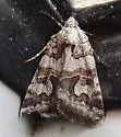 Graphic Moth - Hodges#8618 - photo 2