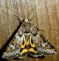 Graphic Moth - Hodges#8618 - photo 3