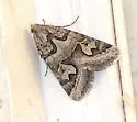 Graphic Moth - Hodges#8618 - photo 4