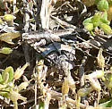 Graphic Moth - Hodges#8618 - photo 5