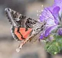 Drasteria hastingsii - Hodges#8616.1 - photo 2