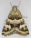 Drasteria hastingsii - Hodges#8616.1 - photo 3