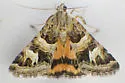 Drasteria hastingsii - Hodges#8616.1 - photo 4