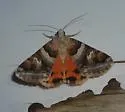 Drasteria howlandii - Hodges#8639