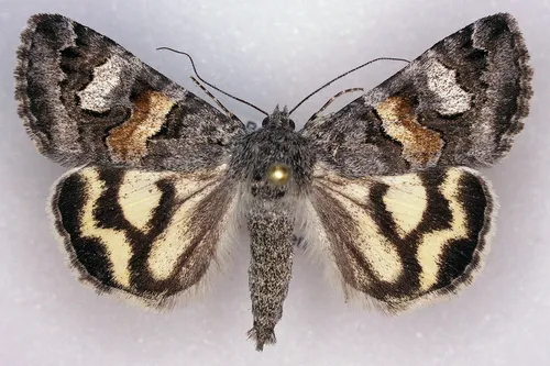 Northern Arches - Hodges#8632 - Drasteria hudsonica