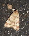Inept Drasteria - Hodges#8622 - Drasteria inepta