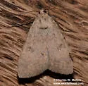 Inept Drasteria - Hodges#8622 - photo 2