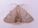 Inept Drasteria - Hodges#8622 - photo 3