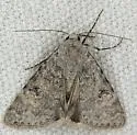 Inept Drasteria - Hodges#8622 - photo 5