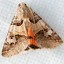 Drasteria ingeniculata - Hodges#8620 - photo 2