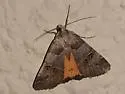 Drasteria ingeniculata - Hodges#8620 - photo 4