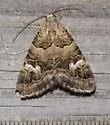 Drasteria mirifica - Hodges#8616 - photo 2