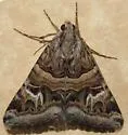 Drasteria mirifica - Hodges#8616 - photo 3