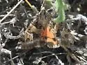 Drasteria mirifica - Hodges#8616 - photo 4