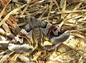 Occult Drasteria Moth - Hodges#8619 - photo 2