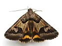 Occult Drasteria Moth - Hodges#8619 - photo 4