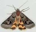 Occult Drasteria Moth - Hodges#8619 - photo 5