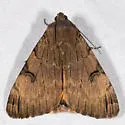 Drasteria ochracea - Hodges#8626 - Drasteria ochracea