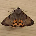 Drasteria ochracea - Hodges#8626 - photo 2