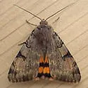 Drasteria ochracea - Hodges#8626 - photo 3
