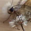 Drasteria ochracea - Hodges#8626 - photo 4