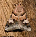 Drasteria pallescens - Hodges#8628
