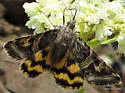 Drasteria parallela - Hodges#8630.3 - Drasteria parallela