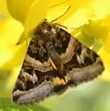 Drasteria parallela - Hodges#8630.3 - photo 2