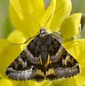 Drasteria parallela - Hodges#8630.3 - photo 3