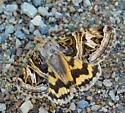 Drasteria parallela - Hodges#8630.3 - photo 4